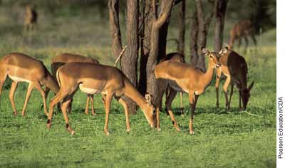 impalas